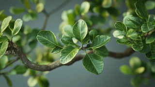 Les parcs à Antony : le parc des Alisiers