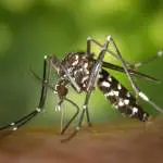 Moustique tigre : à Antony, chacun est concerné