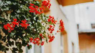 Concours des balcons et jardins fleuris à Antony 2026