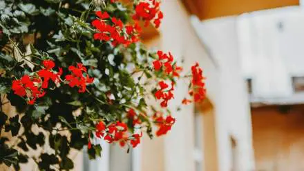 Concours des balcons et jardins fleuris à Antony 2026
